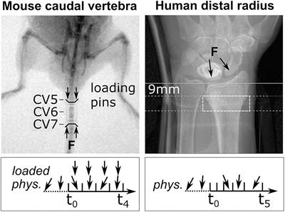 34 Correctly Label The Following Anatomical Parts Of A Long Bone